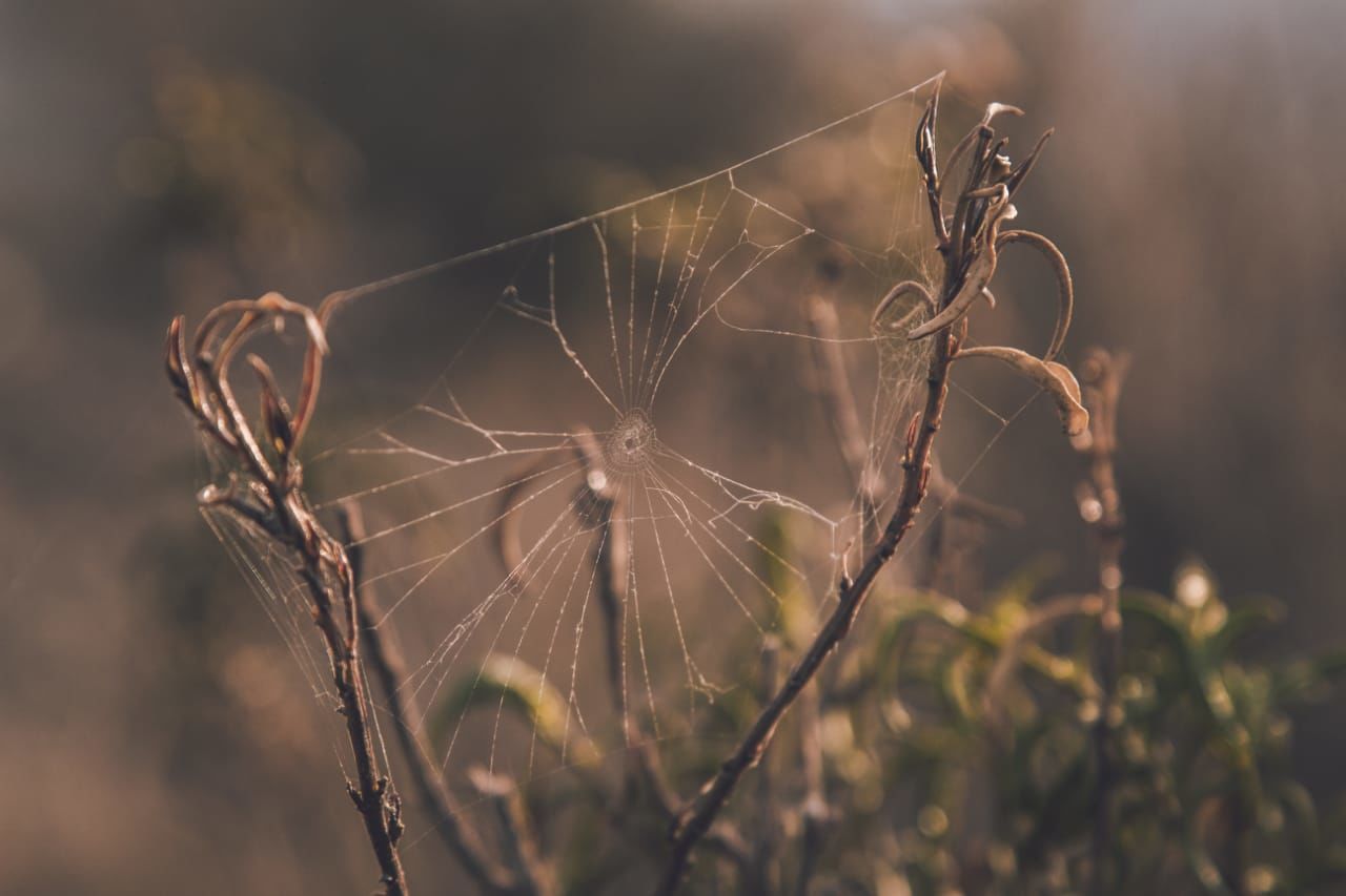 plant, fragility, focus on foreground, close-up, spider web, nature, vulnerability, day, no people, selective focus, dry, dead plant, outdoors, dried plant, beauty in nature, plant stem, growth, tranquility, flower, field, wilted plant