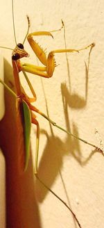 Close-up of insect on floor