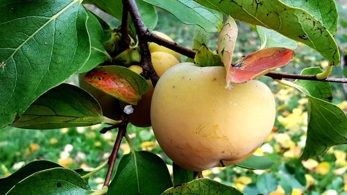 Close-up of fruit growing on tree