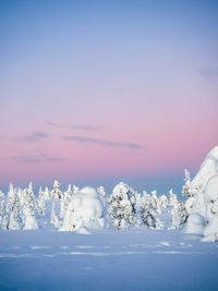 Crown snow-load on trees and pink sunset sky in riisitunturi national park during sunset, finland