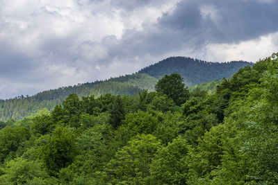 Scenic view of forest against sky