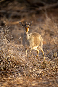 Kirk dik-dik stands by tangled grass pile