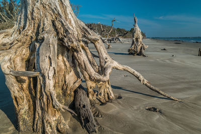 Driftwood on beach