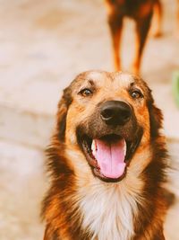 Close-up portrait of a dog