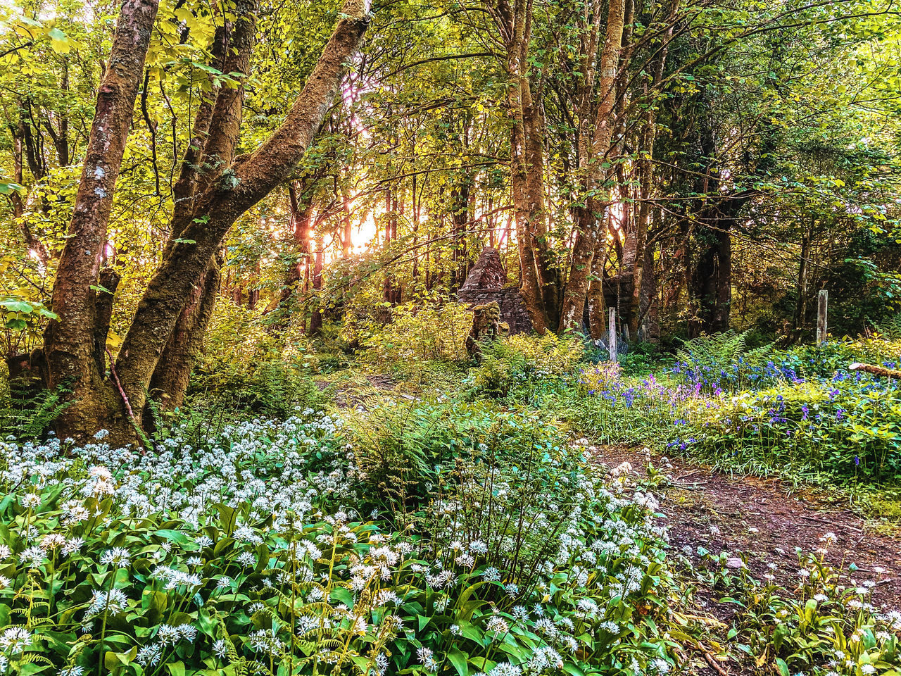 SCENIC VIEW OF FLOWERING PLANTS IN FOREST