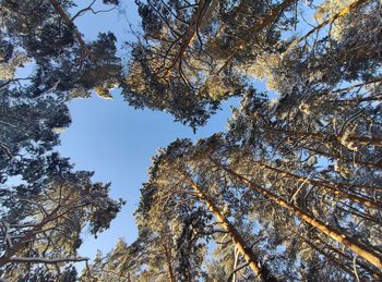 Low angle view of trees against clear blue sky