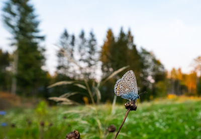 Close-up of butterfly on flower