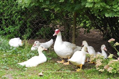 View of birds on field