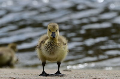 Close-up of a bird in lake