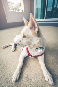 Dog lying down on floor at home