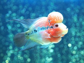 Close-up of fish swimming in sea