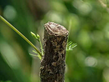 Close-up of lizard on tree trunk