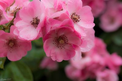 Close-up of pink flowers