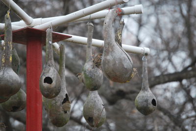 Close-up of bird feeders