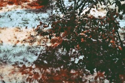 Close-up of plants during winter