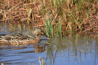 Side view of a duck swimming in lake