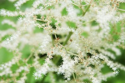 Close-up of white flowering plant