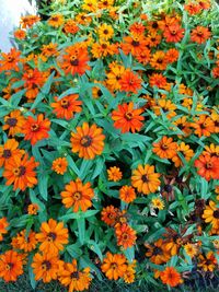 High angle view of orange flowers blooming outdoors