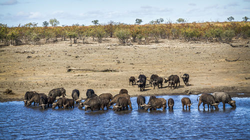 Flock of sheep in a row