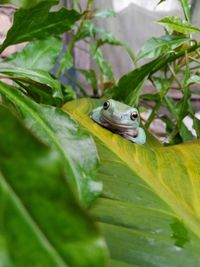 Close-up of frog on leaf