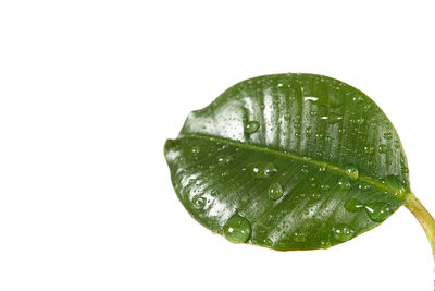 Close-up of wet leaf against white background