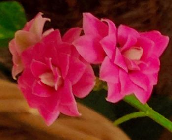 Close-up of pink flowers blooming outdoors