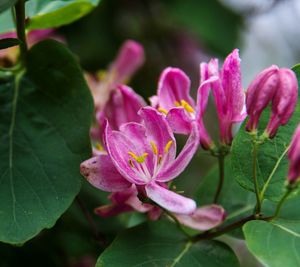 Close-up of pink flowers blooming outdoors