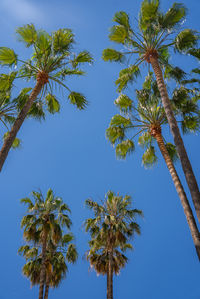 Low angle view of palm tree against blue sky