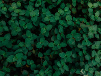 Full frame shot of leaves on field