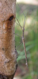 Close-up of insect on tree trunk