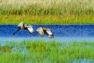 Bird flying over lake