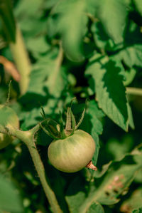 Close-up of fruit growing on plant