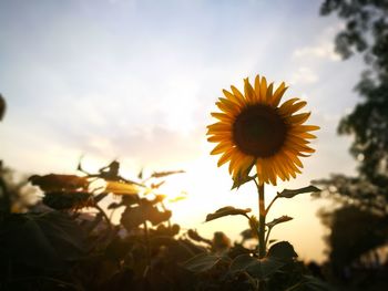 Close-up of sunflower blooming against sky