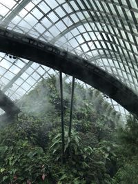 Low angle view of trees in greenhouse