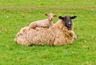Spring lamb