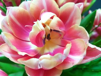 Close-up of bee on pink flower