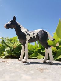 Close-up of a toy horse 