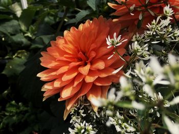 Close-up of orange flowers blooming outdoors