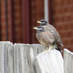 Close-up of bird perching on wood