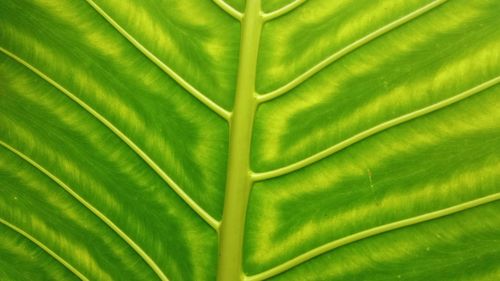 Crop photo of green taro leaves