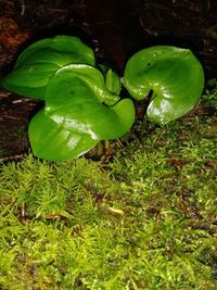 High angle view of wet green leaf