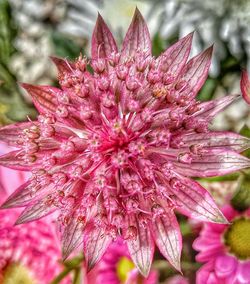 Close-up of pink flower