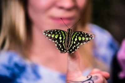 Close-up of butterfly on flower