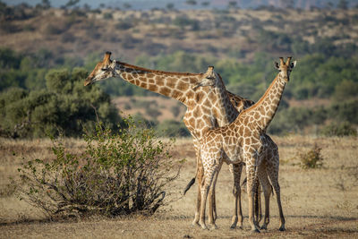 Giraffe in the wild, east africa