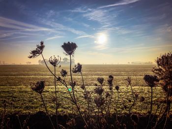 Plants growing on field against sky during sunset