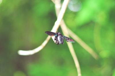 Close-up of insect on purple flower