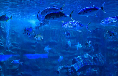 Close-up of fishes swimming in aquarium