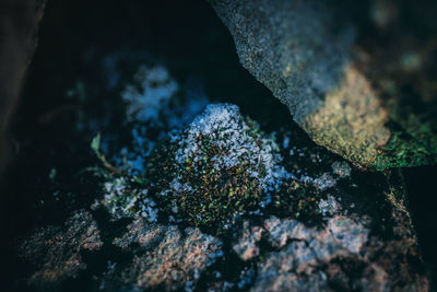 Close-up of lichen on rock