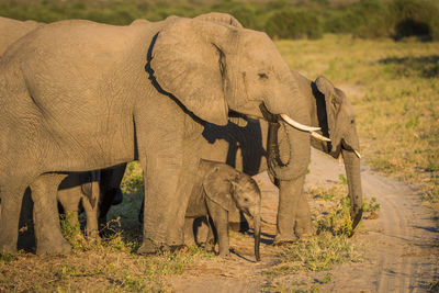 African elephant family in forest