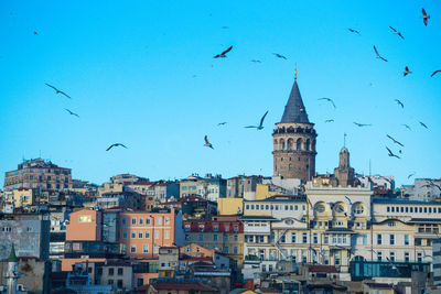 Birds flying over buildings in city